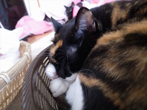 2014-12-6-R0017530ニャンコ　小倉猫茶家_r