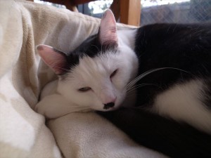 2014-12-6-R0017555ニャンコ　小倉猫茶家_r