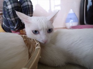 2014-12-6-R0017547ニャンコ　小倉猫茶家_r