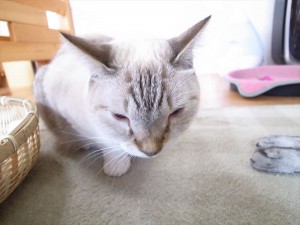 2014-12-6-R0017549ニャンコ　小倉猫茶家_r