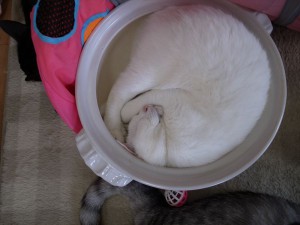 2014-12-6-R0017542ニャンコ　小倉猫茶家_r