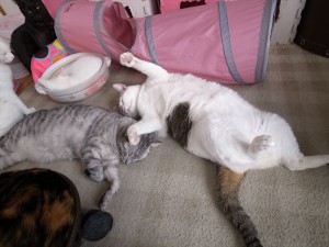 2014-12-6-R0017539ニャンコ　小倉猫茶家_r