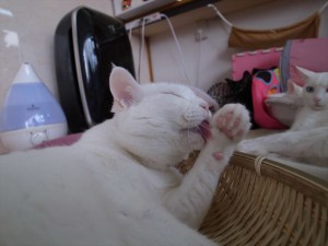 2014-12-6-R0017533ニャンコ　小倉猫茶家_r