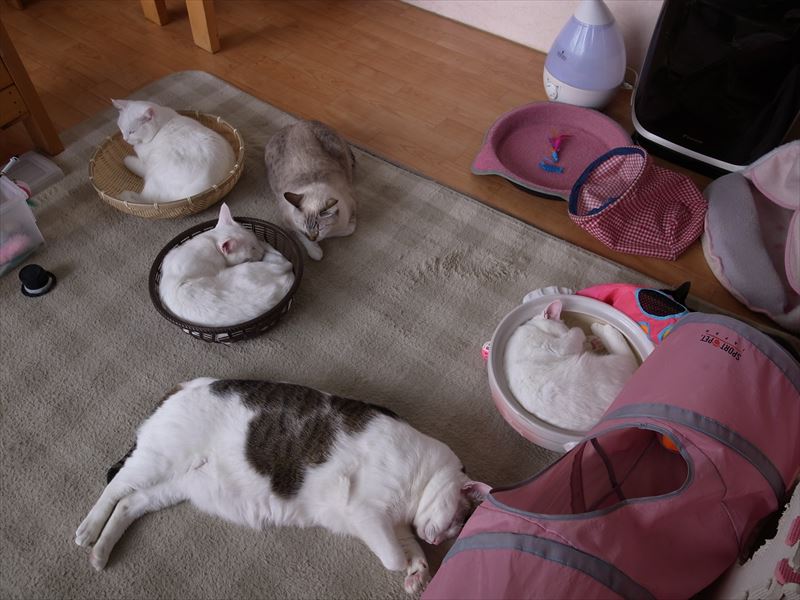 小倉の猫カフェ 小倉猫茶家 食事処の忘備録